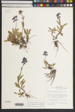 Penstemon procerus subsp. aberrans image