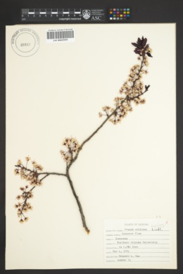 Image of Prunus salicina
