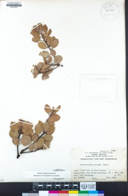 Arctostaphylos parryana image