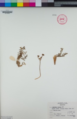 Lomatium torreyi image