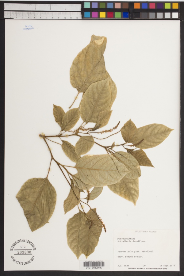 Schindleria densiflora image