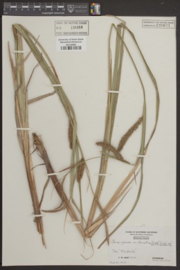 Carex riparia var. lacustris image