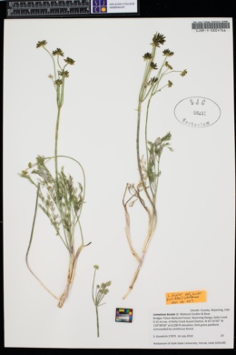 Lomatium bicolor var. bicolor image