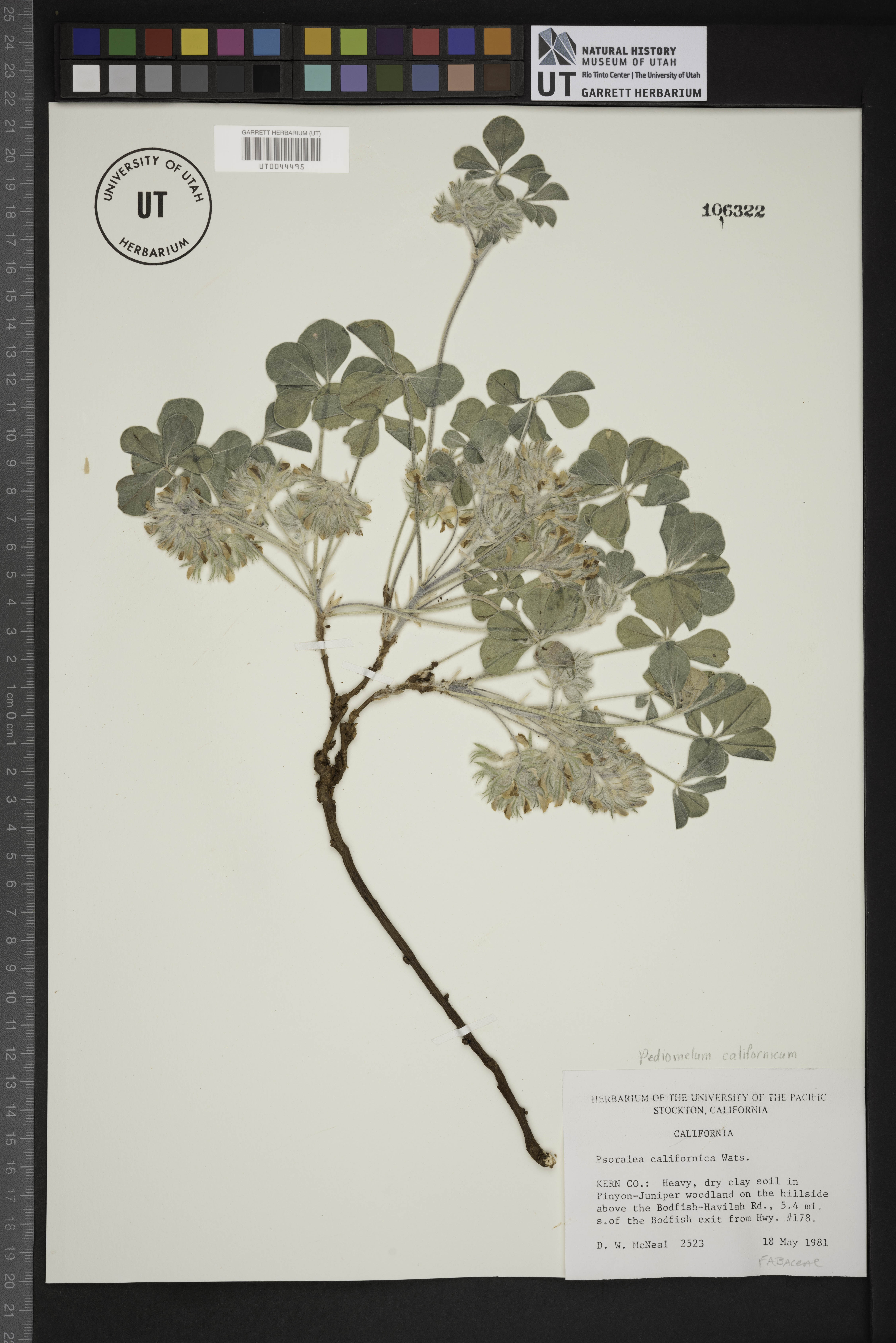Pediomelum californicum image