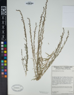Lythrum californicum image