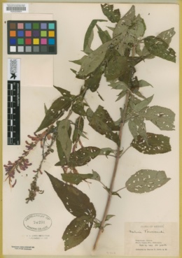 Salvia townsendii image