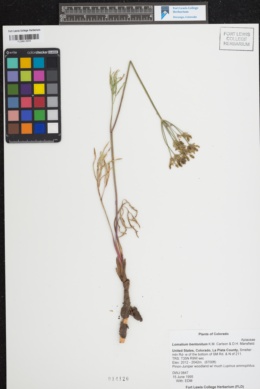 Lomatium bentonitum image