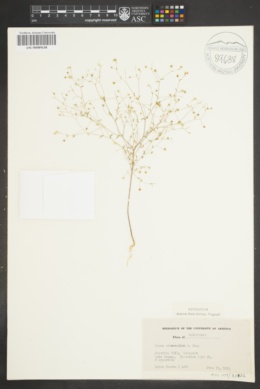 Image of Linum adenophyllum