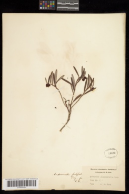 Andromeda polifolia var. glaucophylla image