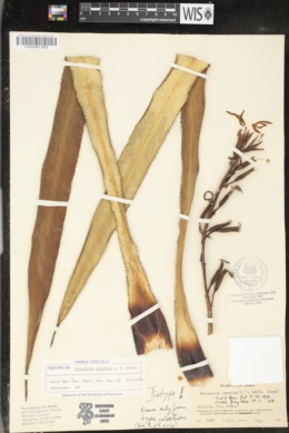 Pitcairnia puyoides image
