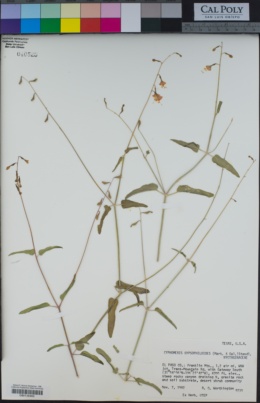 Image of Cyphomeris gypsophiloides