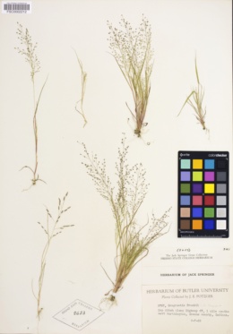 Image of Eragrostis frankii