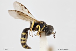 Crossocerus maculipennis image