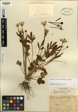 Image of Ranunculus fascicularis