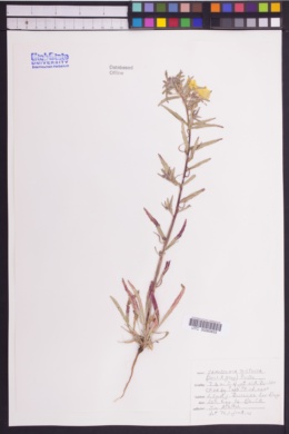 Image of Camissonia bistorta