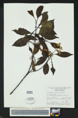 Image of Chiococca pachyphylla