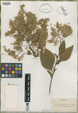 Celosia monosperma image