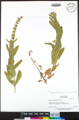 Stachys stricta image
