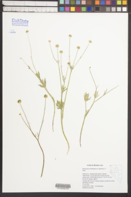 Ranunculus occidentalis var. dissectus image