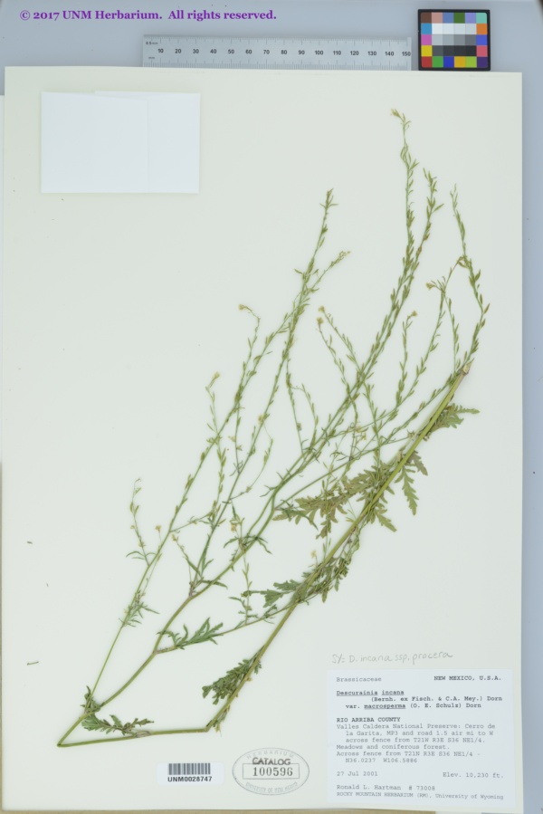 Descurainia incana subsp. procera image
