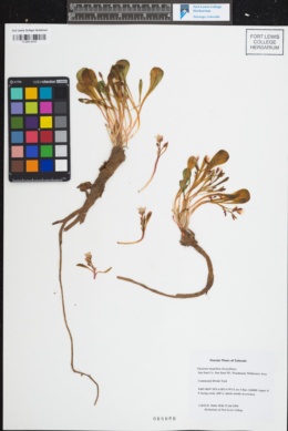 Claytonia megarhiza var. megarhiza image