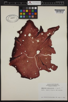 Gigartina circumcincta image