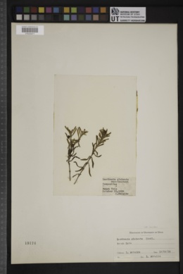 Lasthenia glabrata var. coulteri image