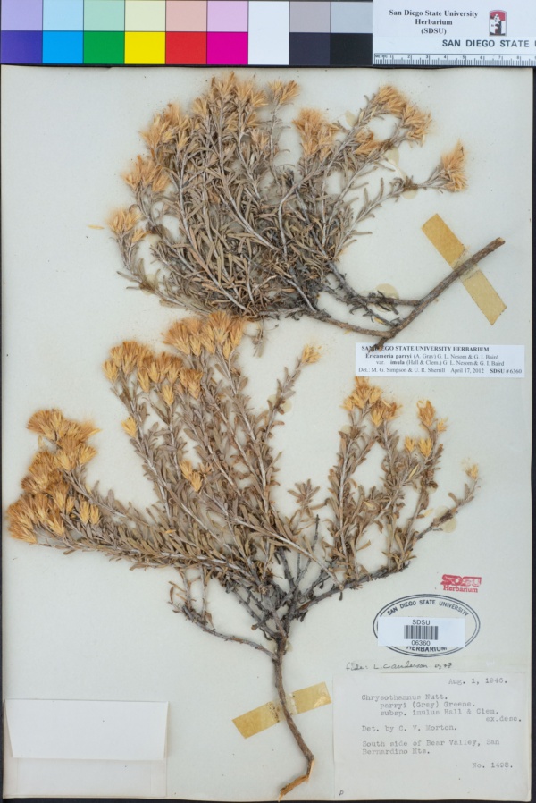 Ericameria parryi var. imula image