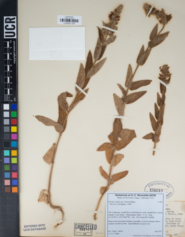 Stachys rigida subsp. lanata image