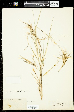 Dichanthelium aciculare subsp. fusiforme image