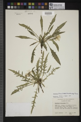 Oenothera flava subsp. flava image