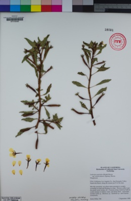 Ludwigia peploides subsp. montevidensis image