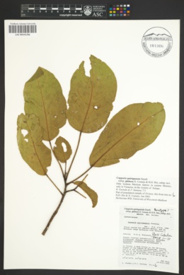 Image of Capparis quiriguensis