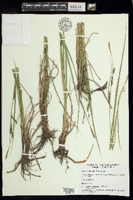 Carex x limula image
