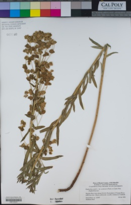 Euphorbia esula subsp. tommasiniana image