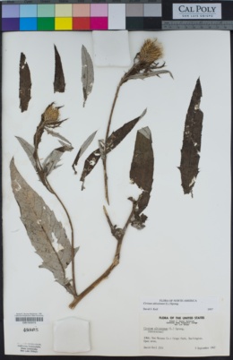 Cirsium altissimum image