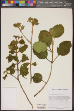 Miconia pedunculata image