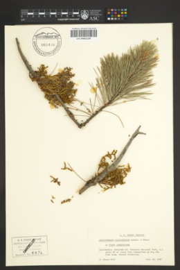 Image of Arceuthobium californicum