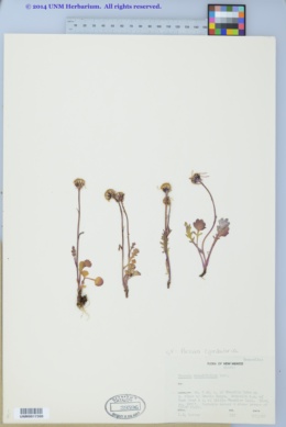 Image of Packera cymbalaria