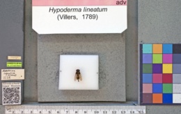 Hypoderma lineatum image