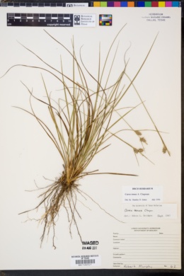 Image of Carex tenax