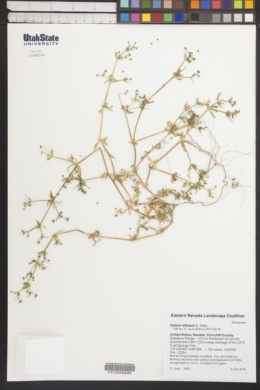 Image of Galium bifolium