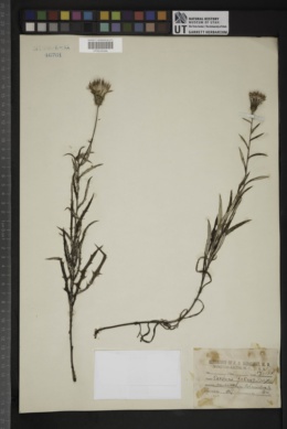 Carduus lecontei image