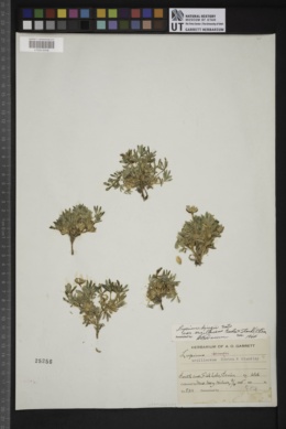 Lupinus kingii var. argillaceus image