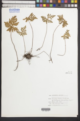 Image of Bomarea pauciflora