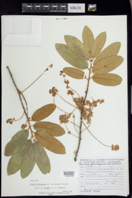 Prunus ferruginea image