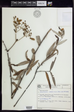 Banisteriopsis vernoniifolia image
