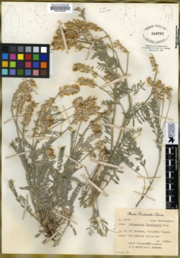 Astragalus spaldingii image