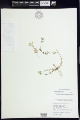 Cerastium pumilum image