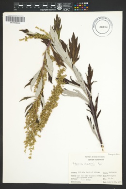 Image of Artemisia suksdorfii